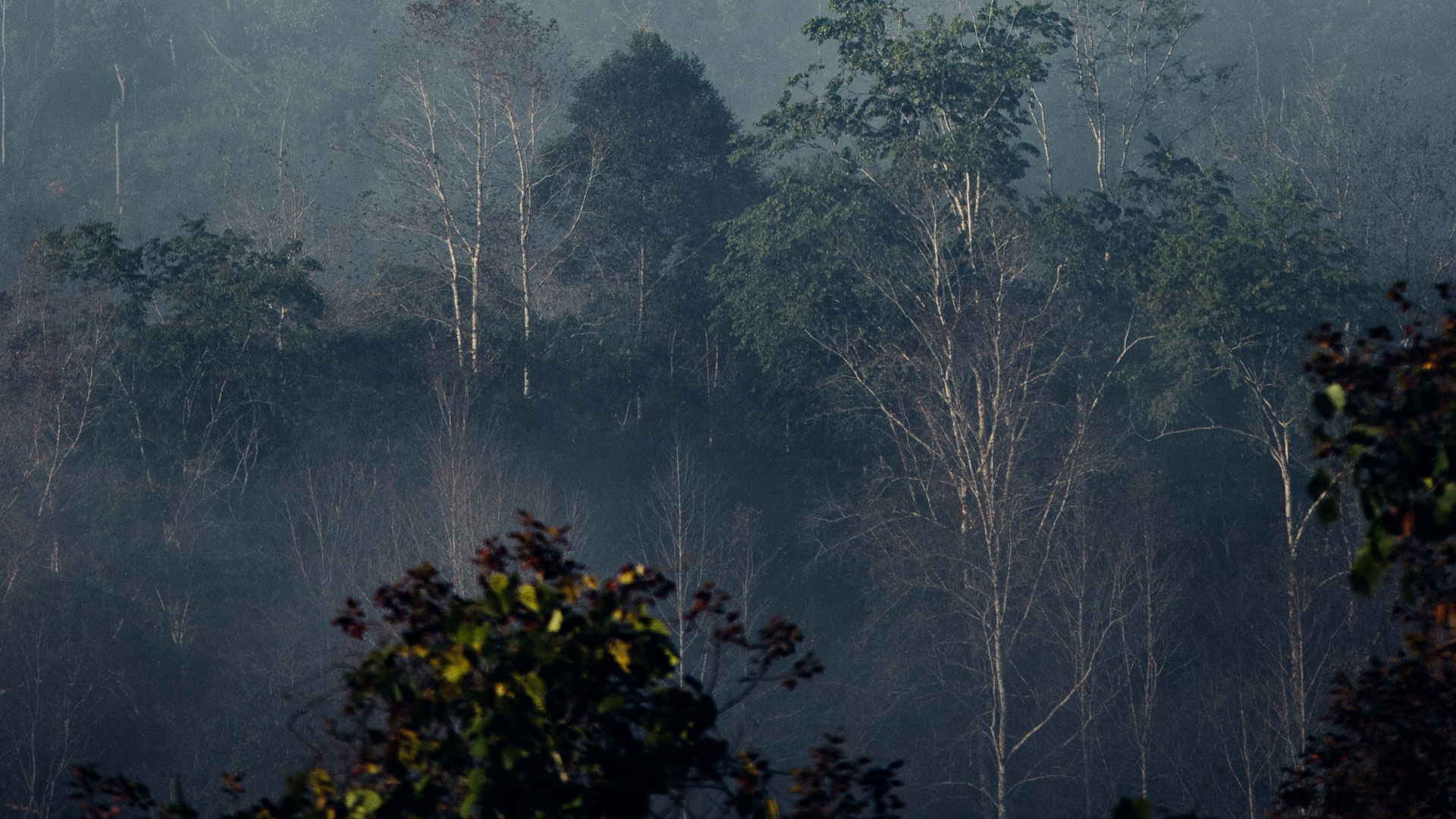Trà shan tuyết cổ thụ Hà Giang Hagintea