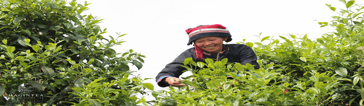 Trà shan tuyết cổ thụ Hà Giang Hagintea