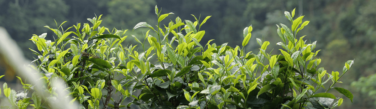 Trà shan tuyết cổ thụ Hà Giang Hagintea