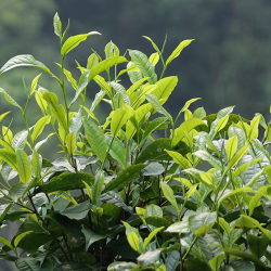Trà shan tuyết cổ thụ Hà Giang Hagintea