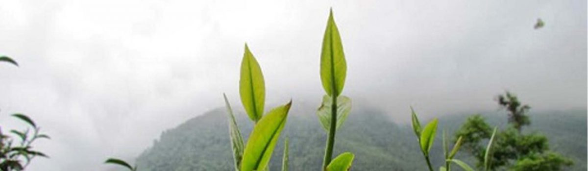 Tìm hiểu 5 vùng trà cổ thụ