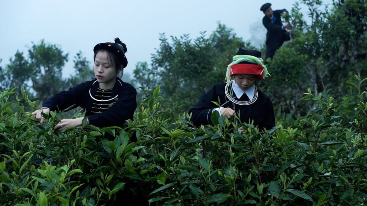 Trà shan tuyết cổ thụ Hà Giang Hagintea